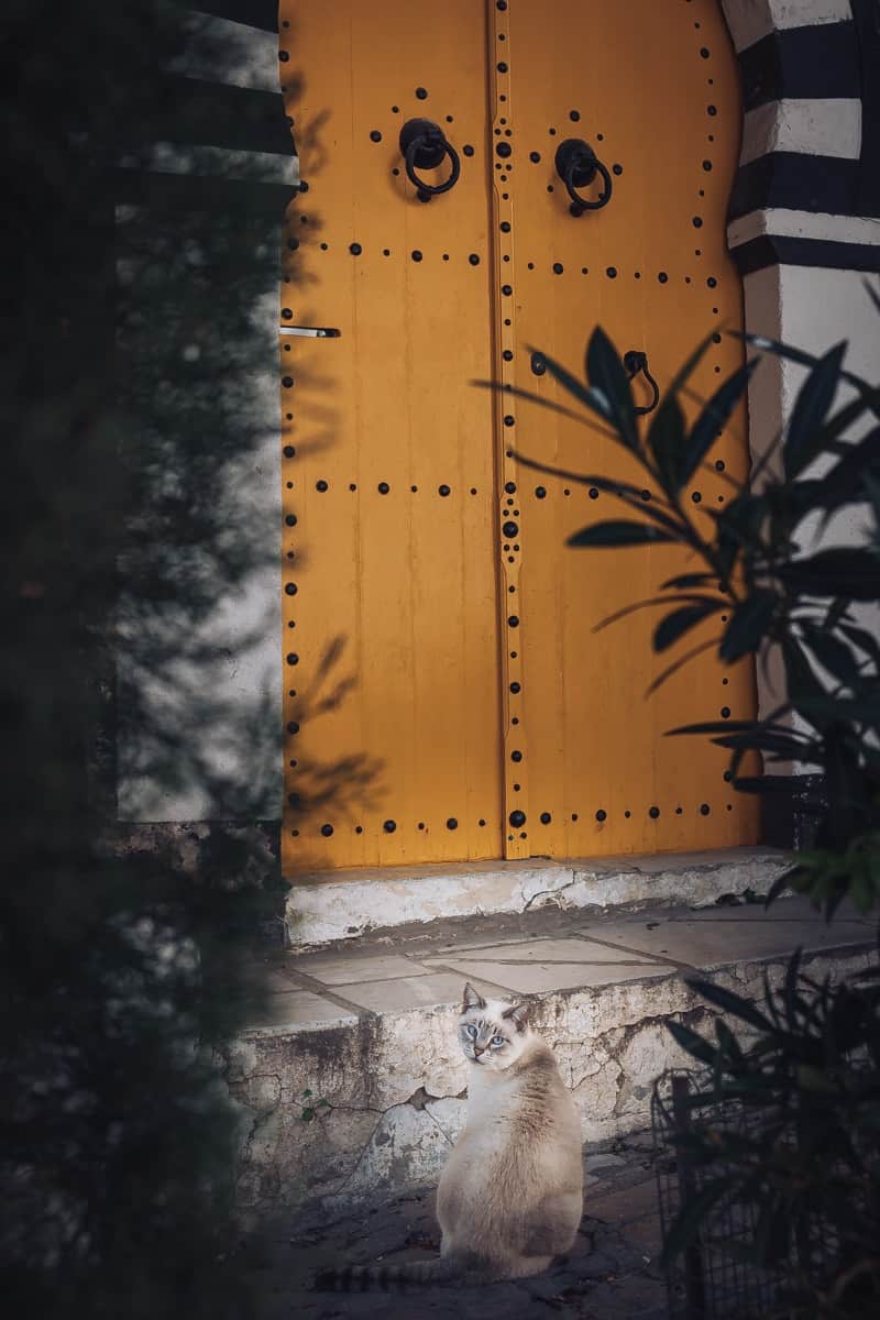 Le Chat à La Porte - Tunisie Photo Edition Limitée – Image 2