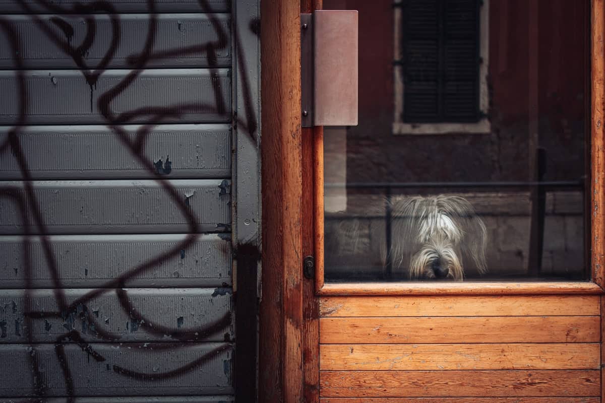 Le Chien - Venise Photo Edition Limitée – Image 2