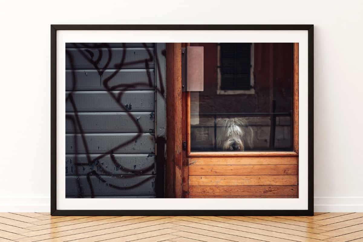 Le Chien - Venise Photo Edition Limitée